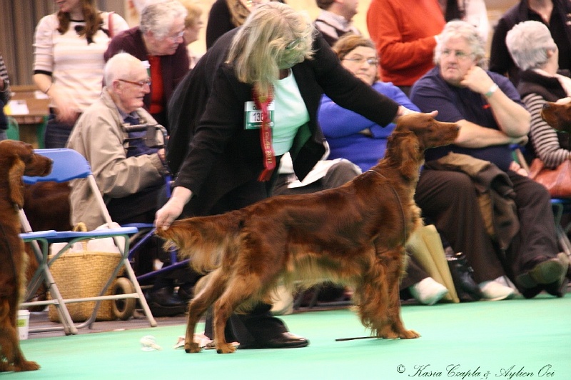 Crufts2011 886.jpg